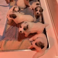 Dolly - White and badger female Great Pyrenees puppy in Cincinnati, Ohio from Yelah Pyrenees