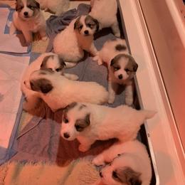 Dolly - White and badger female Great Pyrenees puppy in Cincinnati, Ohio from Yelah Pyrenees
