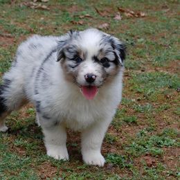 Australian Shepherd and Pyrenean Shepherd Puppies from Coolmoor
