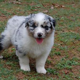 Australian Shepherd and Pyrenean Shepherd Puppies from Coolmoor