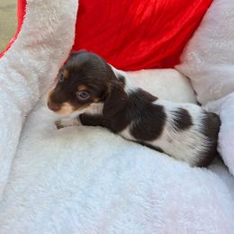 Mocha - Piebald female Dachshund puppy in Anniston, Alabama from Mini Dachshund Loves