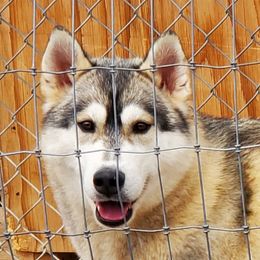 Sir Lancelot - Siberian Husky