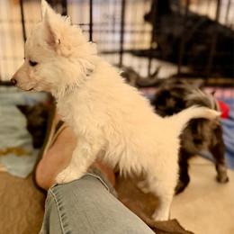 Feny (Shine) - White male Mudi puppy in Benson, Arizona from Twisted Acres Border Collies and Mudi