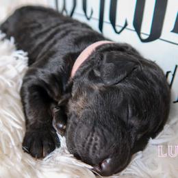 Bernedoodle Puppies from Atomic City Doodles