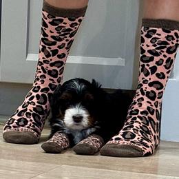 Padme - Tri-color female Bernedoodle puppy in Ogden, Utah from Salty Point Doodles