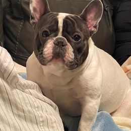 French Bulldogs from T & L French bulldog
