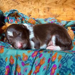 Jinu (purple) - Red tri-color male Aussiedoodle puppy in Watertown, Wisconsin from Little Bear Paws Aussiedoodles
