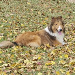 Jamie - Sable and white male Shetland Sheepdog puppy in Marion, Louisiana from Costa Del Sol Shelties