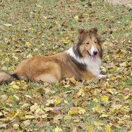 Jamie - Sable and white male Shetland Sheepdog puppy in Marion, Louisiana from Costa Del Sol Shelties