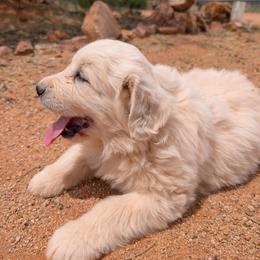 Judge - White male Great Pyrenees puppy in Tombstone, Arizona from WeVolution Off-Grid