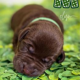 Green Male - Chocolate male Labrador Retriever puppy in Carrollton, Virginia from Southern Heritage Retrievers