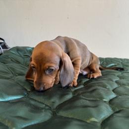 Dachshund All Grown Up from Hotdawgz standard AKC dachshunds