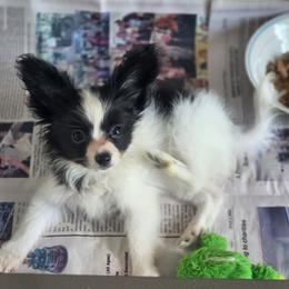 Leonora - White and black female Papillon puppy in Sarasota, Florida from LaRae's Papillons