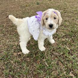 Poodle puppies from Milk Drunk Doodles And Poodles