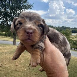Willie - Dapple male Dachshund puppy in Bentonville, Arkansas from Boujee Buns Dachshunds