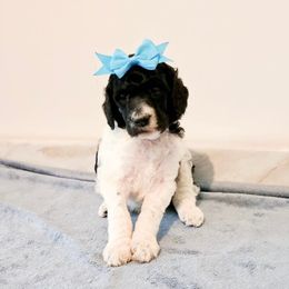 Poodles and Pugs from Alexanders AKC Kennels