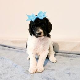 Poodles and Pugs from Alexanders AKC Kennels