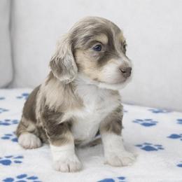 Magic (Chocolate and cream dapple)  (No breeding homes allowed) - Dapple male Dachshund puppy in Fayetteville, North Carolina from RRD