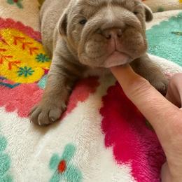 Tike - Lilac tri-color male Bulldog puppy in Topeka, Kansas from Midwest Monster Made Bulldogs