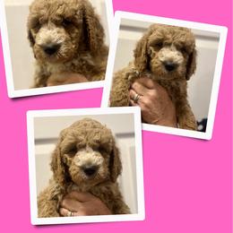 Pandora - Apricot female Goldendoodle puppy in Bluefield, Virginia from Love on a Leash