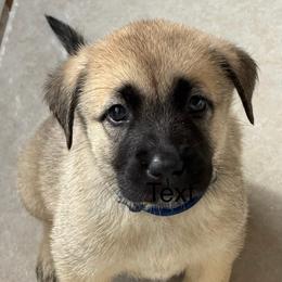 Blue - Gray fawn male Anatolian Shepherd Dog puppy in Winter Haven, Florida from Karen's Anatolian Shepherd Dogs