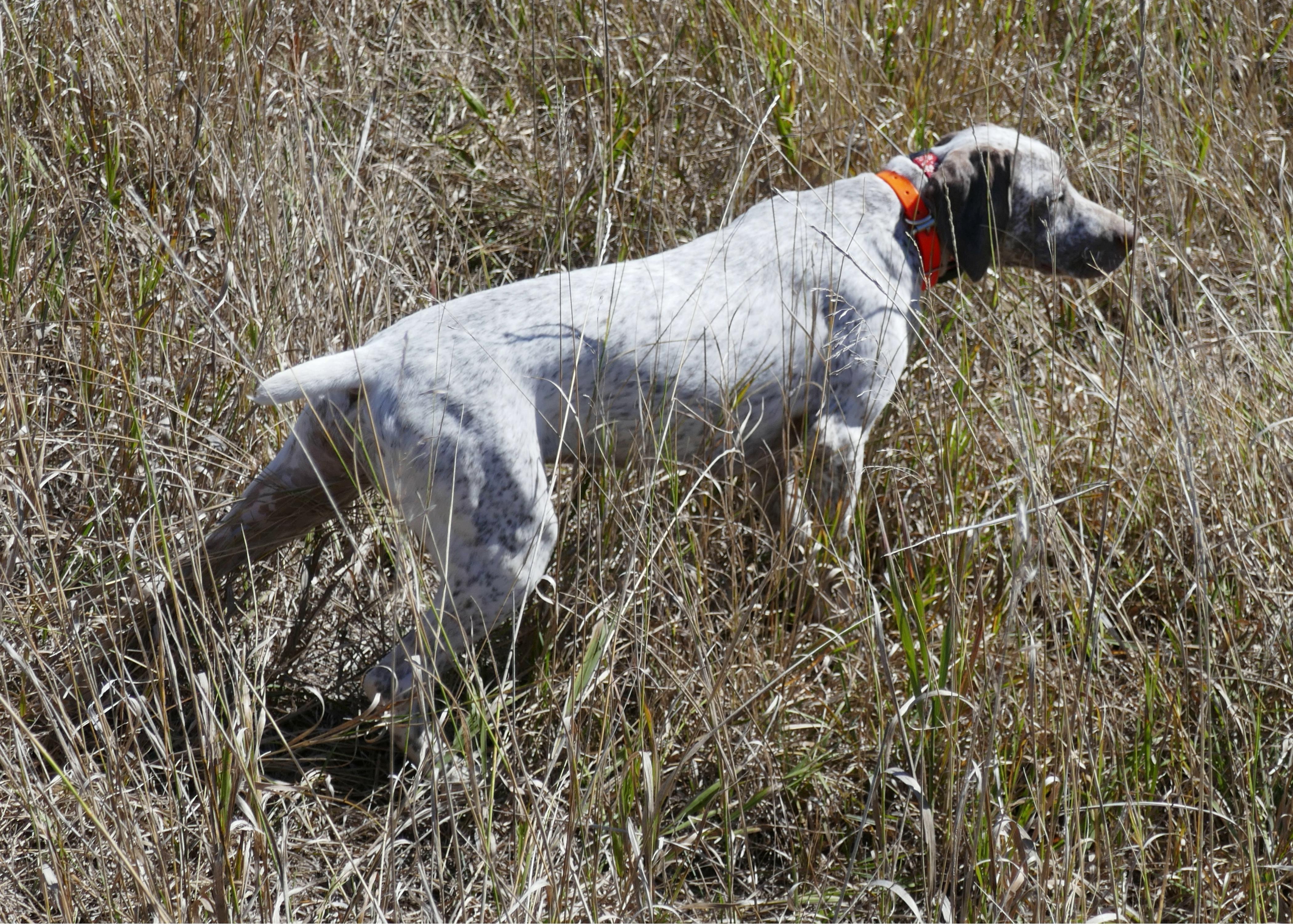 Dixie