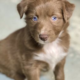 Australian Shepherd and Miniature Australian Shepherd Puppies from Cypress Grove Aussie