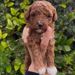Frost - Red  male Poodle puppy in Modesto, California from Oso’s Red Toy, Mini, & Standard Poodles
