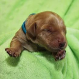 Nova - Red male Australian Labradoodle puppy in Stanwood, Washington from Victoria Creek Australian Labradoodles