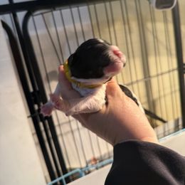 Black and white parti - Parti female Poodle puppy in Maryland from Hernwood Heelers & Poodles