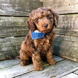 Bloom - Merle male Cockapoo puppy in Hermiston, Oregon from Columbia River Cockapoos