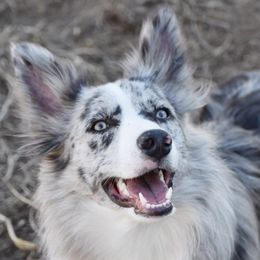 Border Collies from Above & Beyond Border Collies