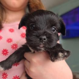Cypress - male Yorkipoo puppy in West Enfield, Maine from GRIFFEY'S SPA AND KENNEL