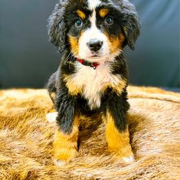 Big X - Tri-color male Bernese Mountain Dog puppy in Alabama from Dogwood Creek Bernese