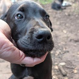 Galadriel - Blue female Great Dane puppy in Citra, Florida from AEW Farm