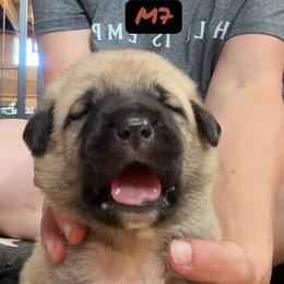 Male 7 - Biscuit and white male Anatolian Shepherd Dog puppy in Daggett, Michigan from T&S Anatolians