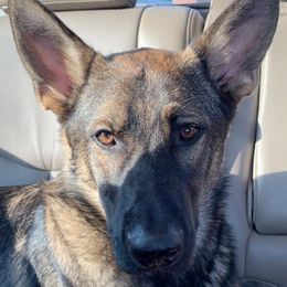 German Shepherd All Grown Up from Angel Oak German Shepherds