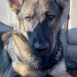 German Shepherd All Grown Up from Angel Oak German Shepherds