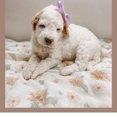 Lilo - Red  female Goldendoodle puppy in Hilton, New York from The House of Goldendoodle