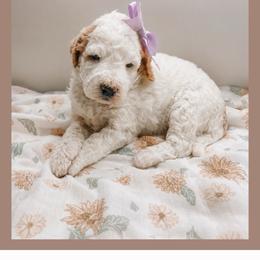 Lilo - Red  female Goldendoodle puppy in Hilton, New York from The House of Goldendoodle