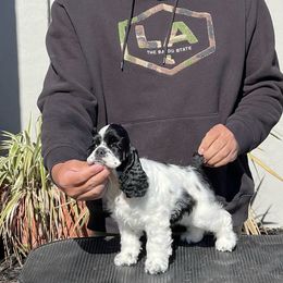 Janet - Cocker Spaniel