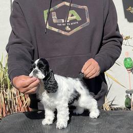 Janet - Cocker Spaniel