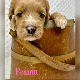 Peanut - Apricot female Australian Labradoodle puppy in Sacramento, California from Delta Breeze Labradoodles