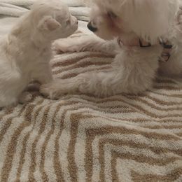 Maltipoos from Maltipoo Mn