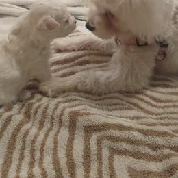 Maltipoos from Maltipoo Mn