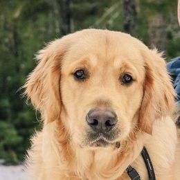 Cedar - Golden Retriever