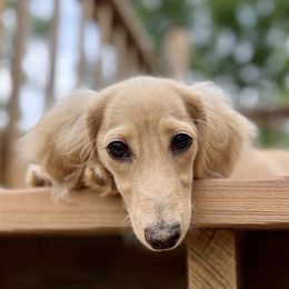 Gypsy - Dachshund