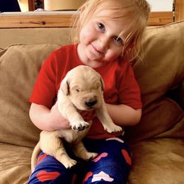 Golden Retriever Puppies from Evergrace Goldens