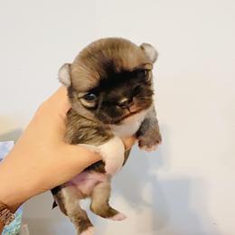 Black Mask ( gorgeous ) - Black sabled silver male Chihuahua puppy in Santa Rosa Beach, Florida from Eva's Chihuahua