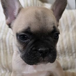 Patrick - Blue fawn male French Bulldog puppy in Cabool, Missouri from Shannon French Bulldogs